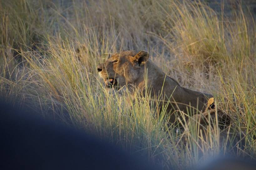 lion - perfectly camouflaged